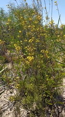 Leucadendron corymbosum