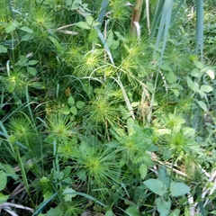 Cyperus prolifer