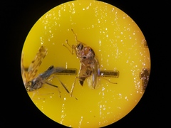 Elaphropeza ephippiata