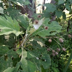 Berkheya bipinnatifida