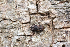 Dastarcus helophoroides