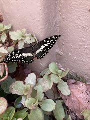 Papilio demodocus demodocus