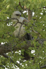 Hieraaetus wahlbergi