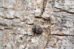 Dastarcus helophoroides