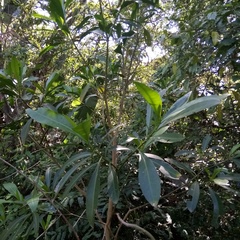 Voacanga thouarsii