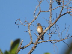 Turdus obscurus