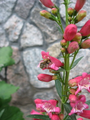 Penstemon hartwegii