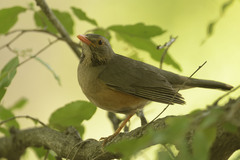 Turdus libonyana peripheris