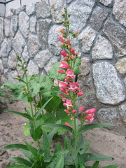 Penstemon hartwegii