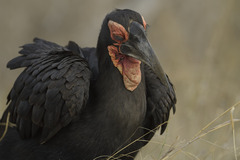 Bucorvus leadbeateri