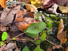 Neolasioptera impatientifolia