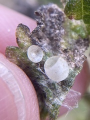 Pachypsylla celtidismamma