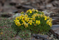 Potentilla biflora