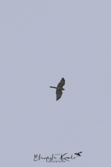 Accipiter soloensis