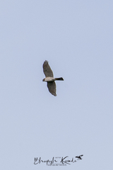 Accipiter gularis