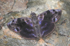 Ebrietas infanda