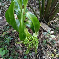Scadoxus membranaceus