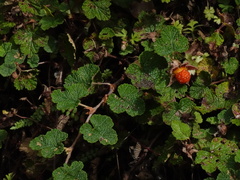 Rubus rolfei