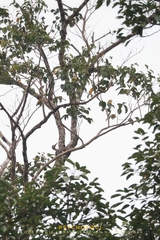 Mulleripicus pulverulentus