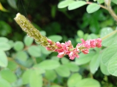 Indigofera hirsuta