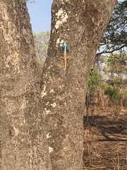 Acanthocercus atricollis