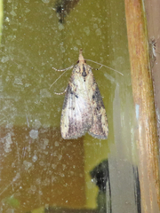 Hypena humuli