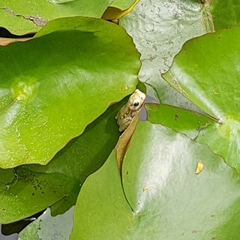 Hyperolius marmoratus marmoratus