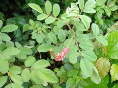Indigofera hirsuta