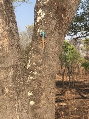 Acanthocercus atricollis