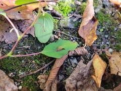 Neolasioptera impatientifolia