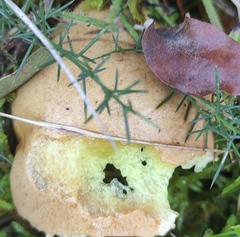 Lactarius sanguifluus