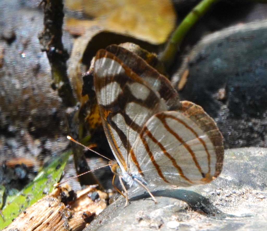Dynamine sosthenes