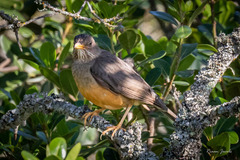 Turdus olivaceus