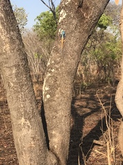 Acanthocercus atricollis