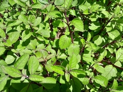 Plectranthus