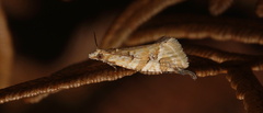 Euphona euphona