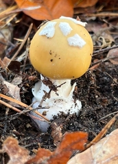 Amanita junquillea