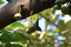 Phylloscopus inornatus