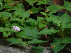 Persicaria runcinata