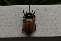 Eupatorus gracilicornis