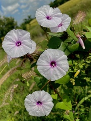 Ipomoea sagittifolia