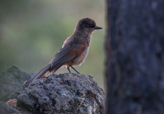 Perisoreus infaustus