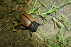 Eupatorus gracilicornis