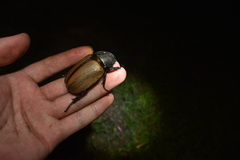 Eupatorus gracilicornis