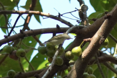 Phylloscopus inornatus