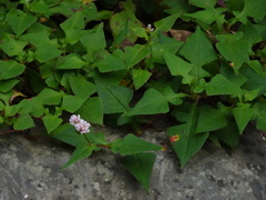 Persicaria runcinata