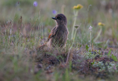 Perisoreus infaustus