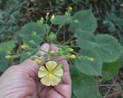 Anoda abutiloides