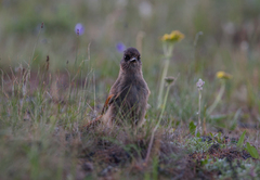 Perisoreus infaustus