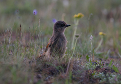 Perisoreus infaustus